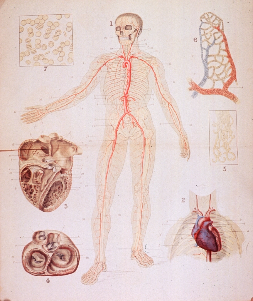 Heart & Arteries